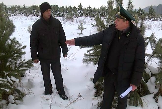 Где купить елку к Новому году