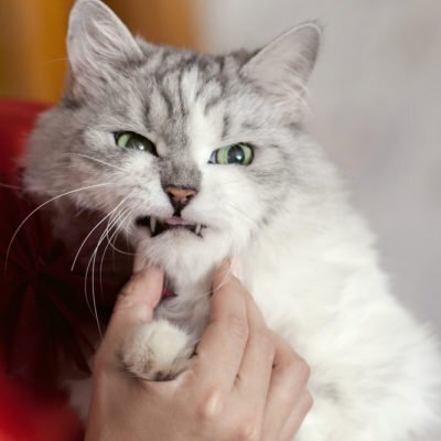15 признаков того, что ваша кошка тайно злится на вас. | BUDDY! | Дзен