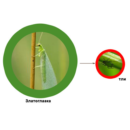 Красивое насекомое, а ещё и полезное! 
