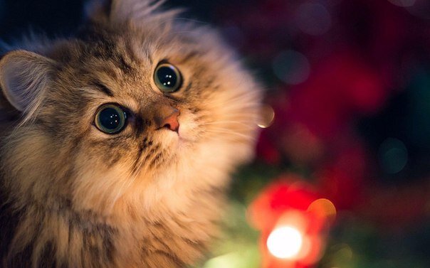 Взгляд котика с опаской устремлён в будущее, потому то он не может прочитать Гороскоп от блондинки. А вы можете! Читайте (и котику тоже)!