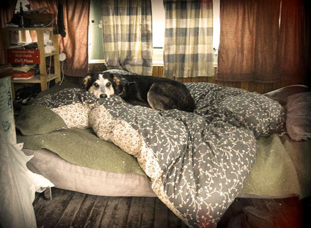 На вид пёсику уже холодно