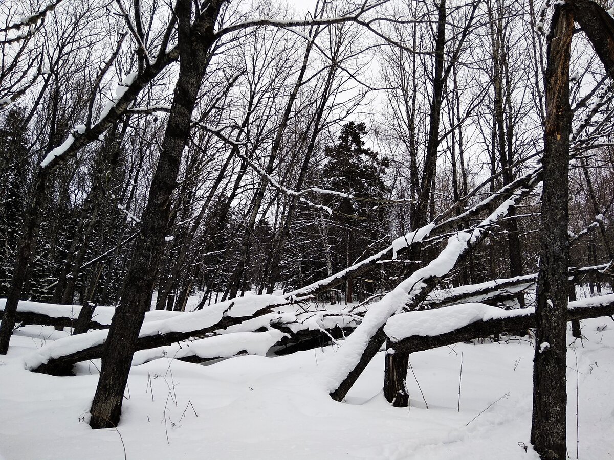 Видимо, последствия ураганного ветра