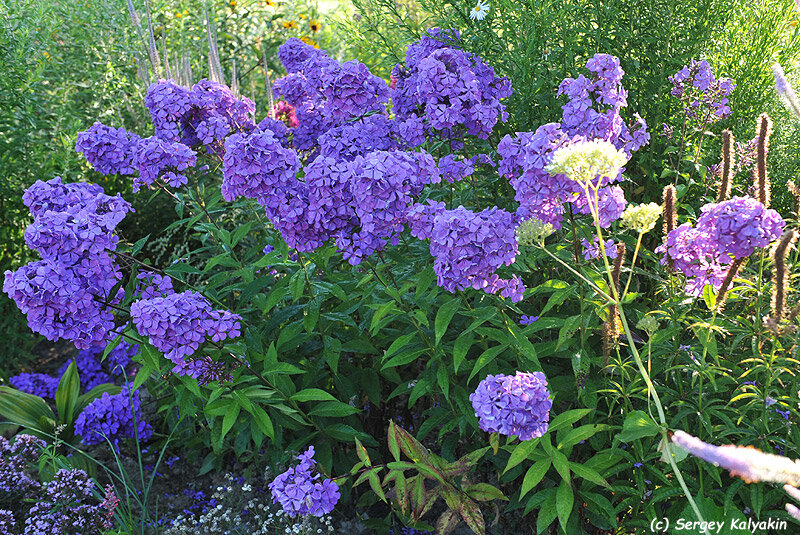 Флокс Трубадур