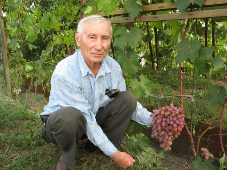 Сайты виноградарей. Виноградари Новосибирска Воронцовы.