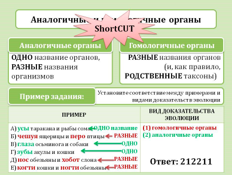 Дивергенция гомологичные и аналогичные