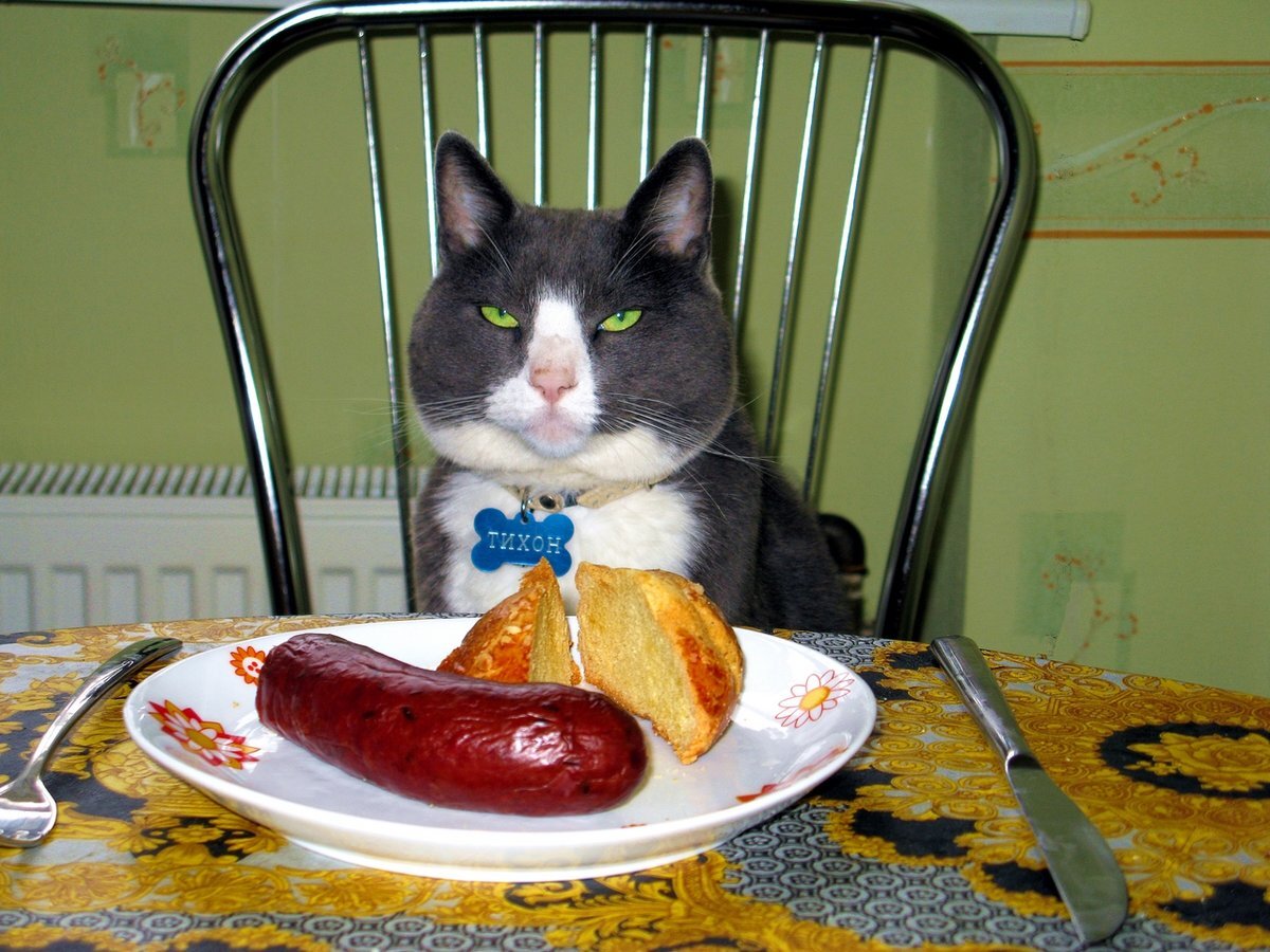 Еда для кошек
