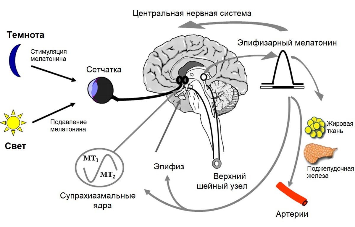 Выработка гормонов по часам в организме человека схема