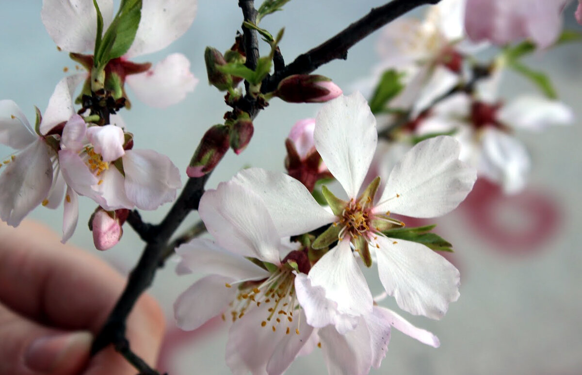 Цветущий миндаль (на болгарском - бадем). Март 2019 года, Греция