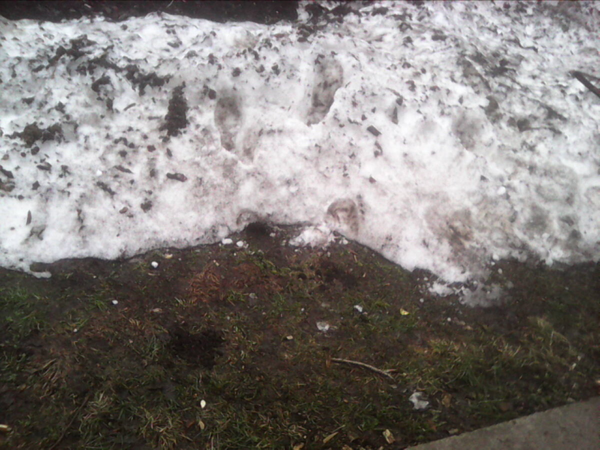 Сугробы "отходят".