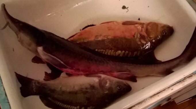 Одна рыбка лишняя на фото