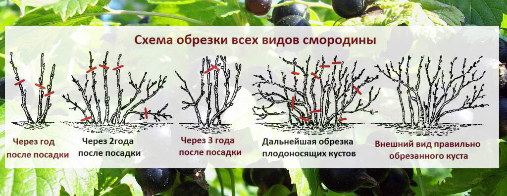 Как правильно обрезать смородину фото