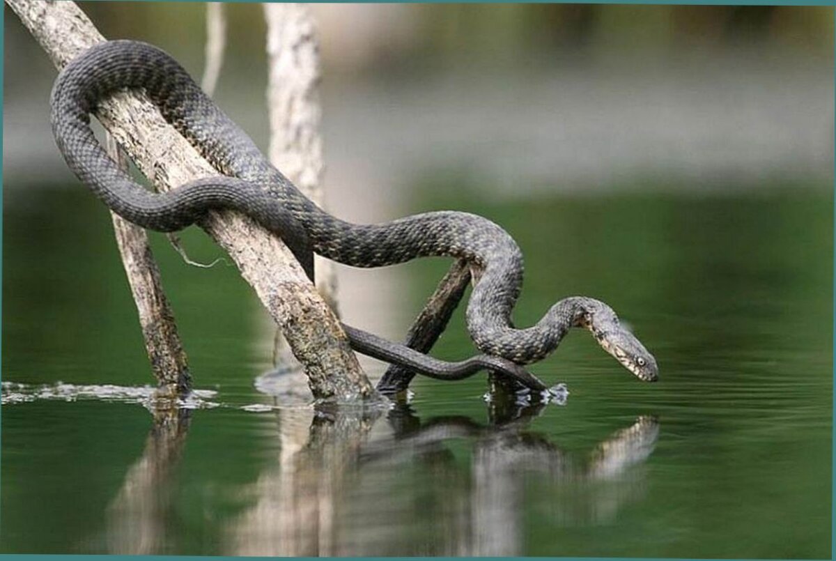 Природа уж. Водяной уж (Natrix tessellata). Индийская Болотная гадюка. Речной полоз. Водяной полоз.