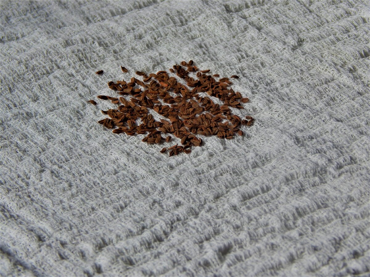 Завернула семена моркови в тряпицу. Фото автора