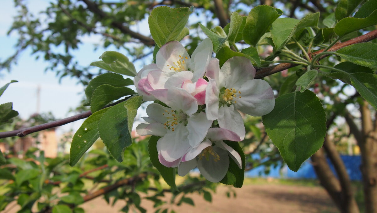 Фото автора. А у нас цветут яблони.