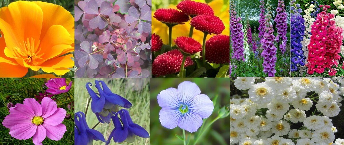 Эшшольция, кислица, маргаритка, наперстянка, дельфиниум, космея, Роаквилегия, лен,пиретрум.