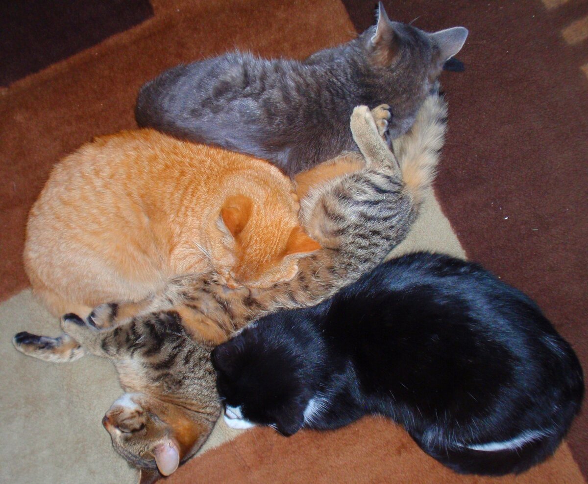 вот мои котики со своей мамой-кошкой