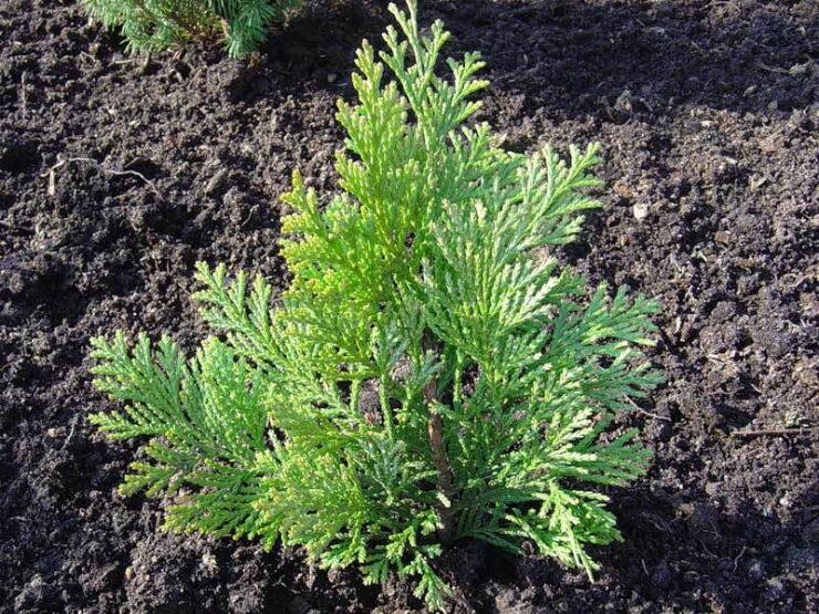 Низкорослые хвойные растения
 
