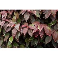 Акалифа Уилкса