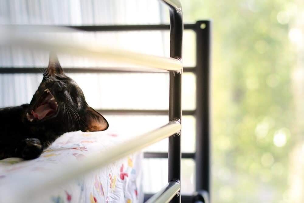 Тананда, кошка ориентальная