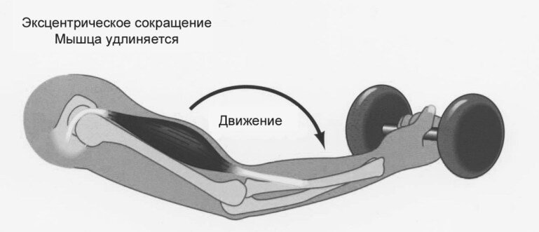 Концентрика и эксцентрика мышц