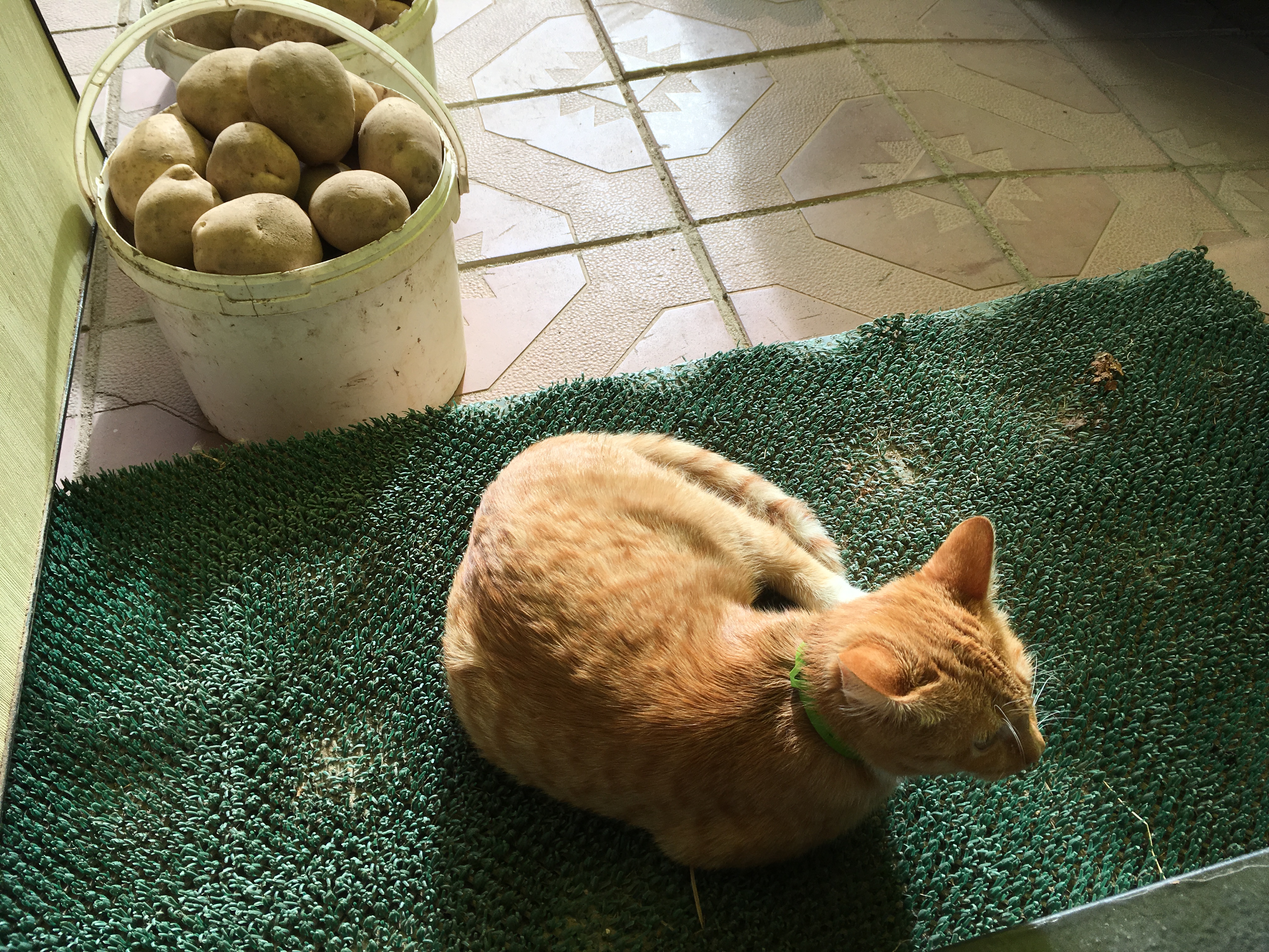 Семка (соседский кот) помогал нам перебирать картошку (Вел учет крупной и средней)