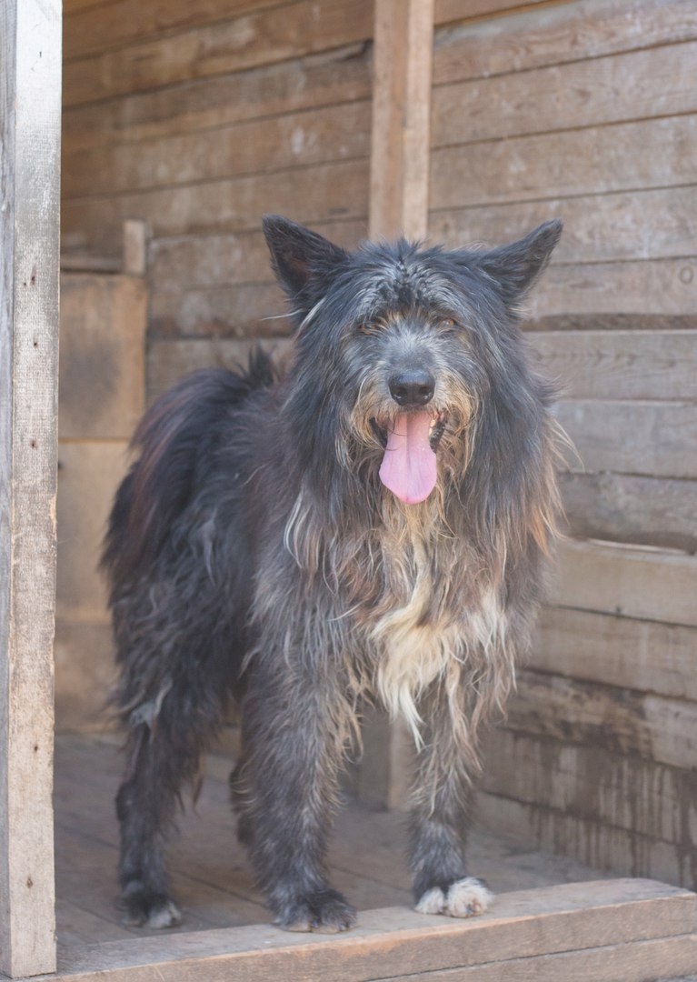 г. Архангельск п. Катунино приют"Милосердие"