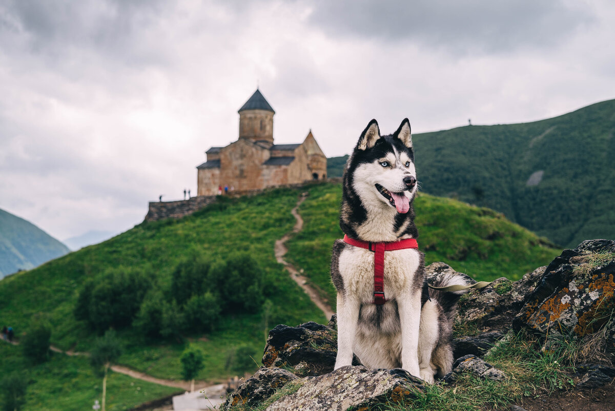 Альфа на фоне Храма Святой Троицы в Гергети, Грузия