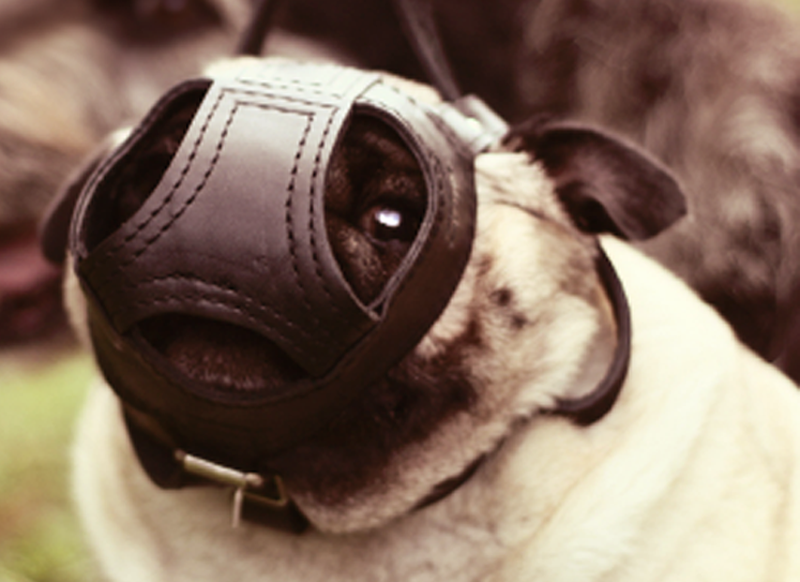 И в таком виде из кустов выглянуть