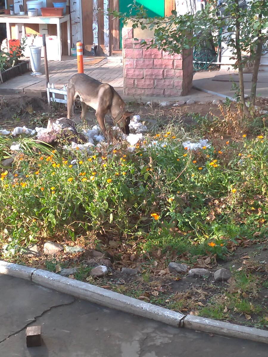 Ландшафтный дизайн от Степана.