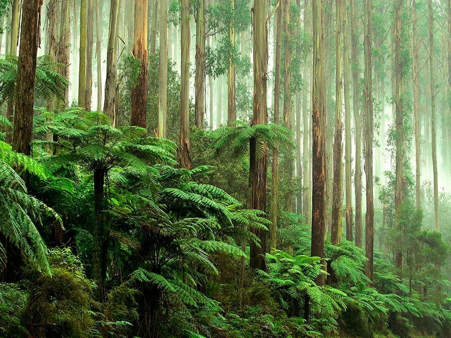 Фото: Яндекс