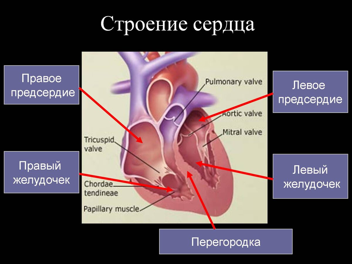 Где находится левый желудочек сердца у человека фото