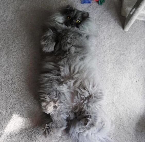 Почешите животик

https://i.pinimg.com/564x/8a/25/20/8a25208e2d3155a3a6a181eb317f6536.jpg