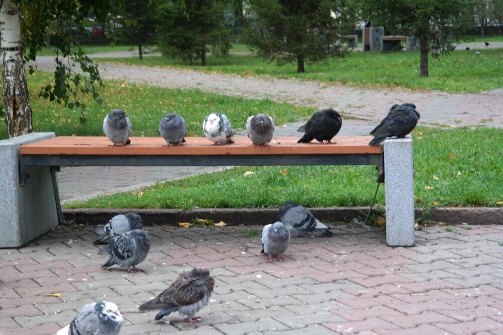 Пять голубей сидели на пяти камнях. Голубь на скамейке. Лавочка и голуби. Много голубей на лавочке. Голуби на скамейке реальные.