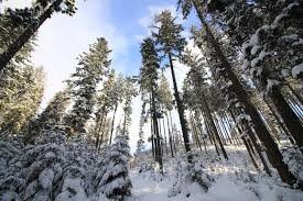 фото с сайта ru.wikipedia.org