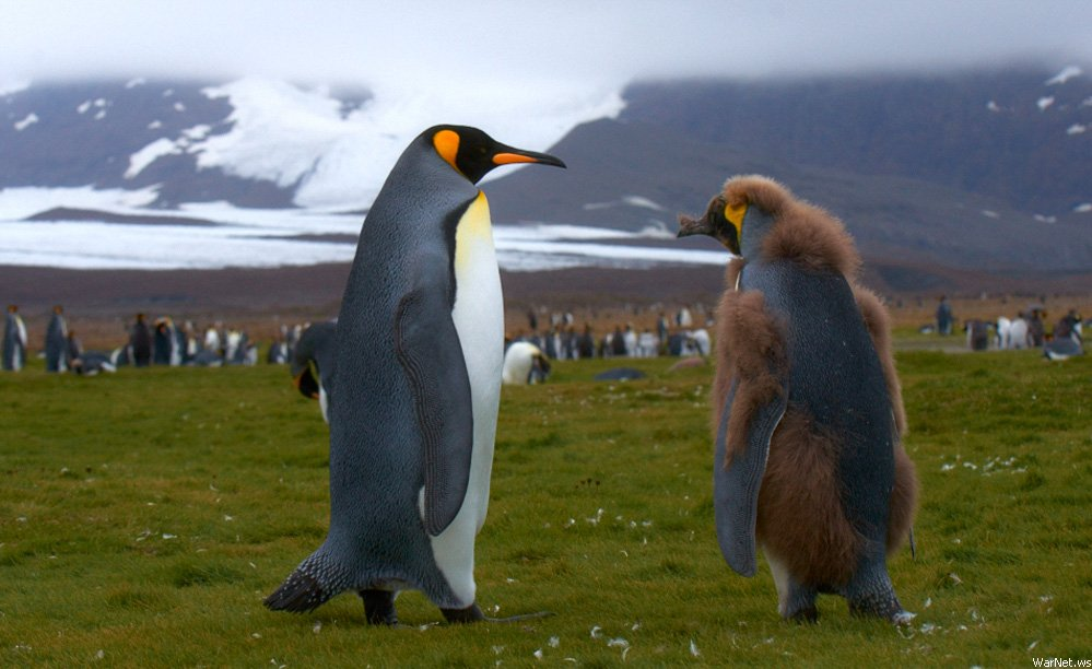Не бойтесь, он не болеет, просто у него сложный возраст...