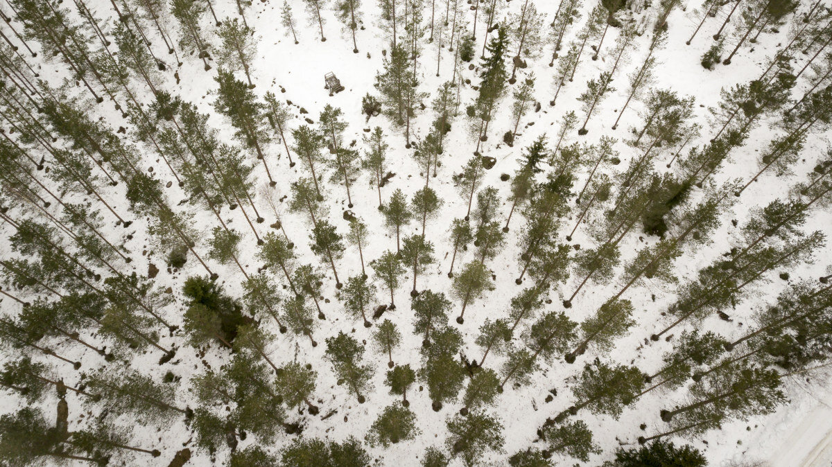 Лесное хозяйство представляет собой самую большую угрозу биологическому разнообразию.