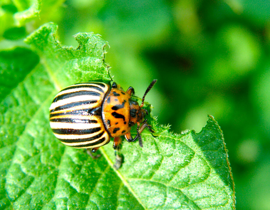 Колорадский жук поедает не только картофель, но и баклажаны, томаты и других паслёновых.