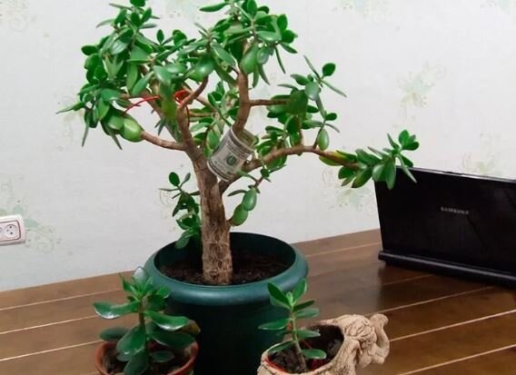 Фото-иллюстрация из открытого доступа