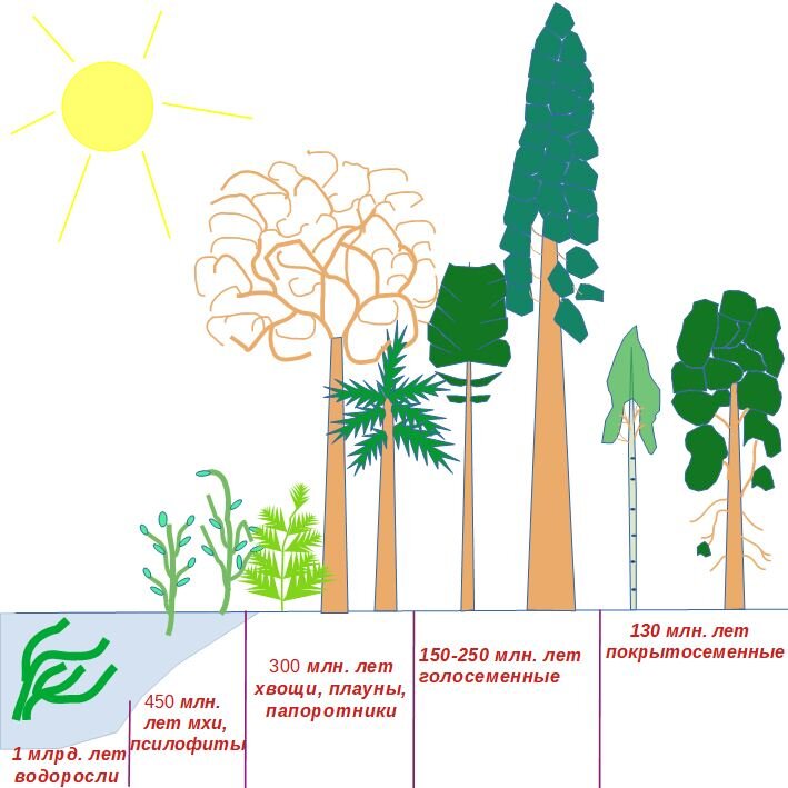 Основные этапы развития растительного мира схема