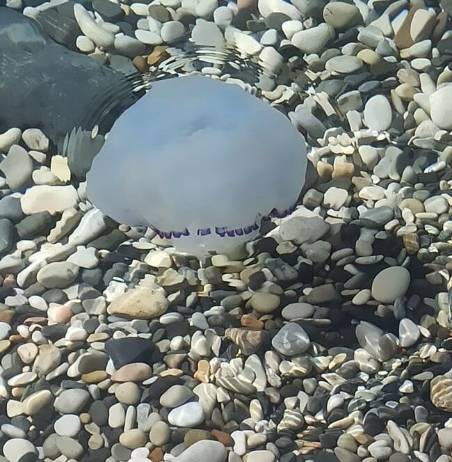 Снимок сделан в сентябре 2020, Ольгинская бухта.