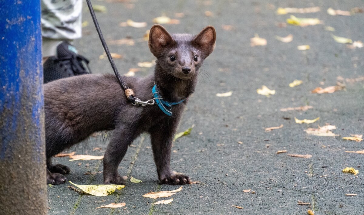 Бадди гуляет