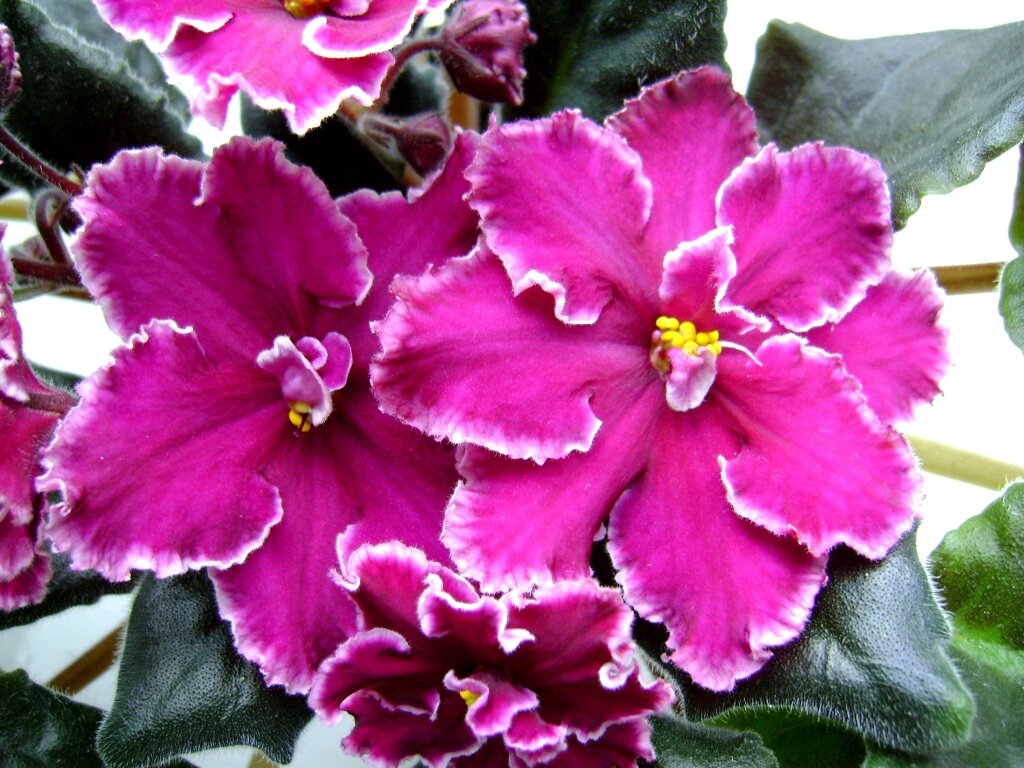 Сенполия (фиалка)