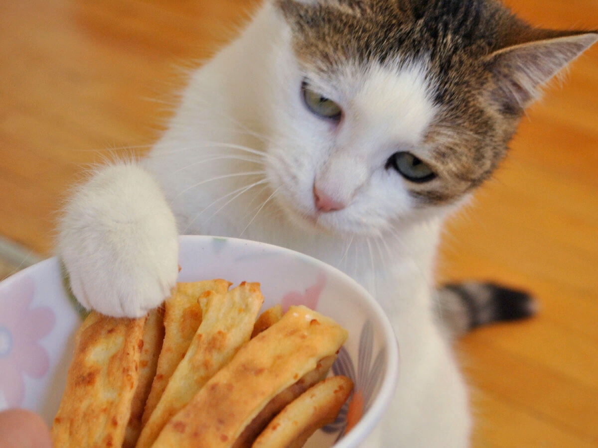 Можно давать котам сыр. Кошка и сыр. Котик в хлебе. Кошка чиз. Петита кошка.