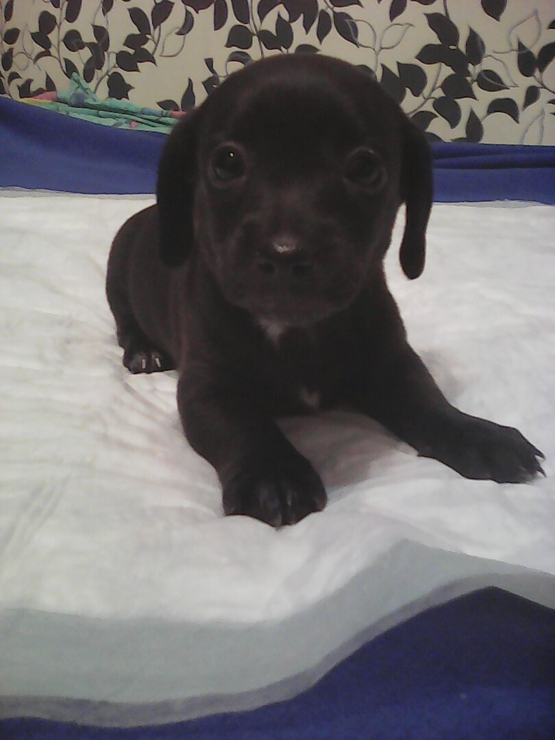 Малышоночек, первый день дома.