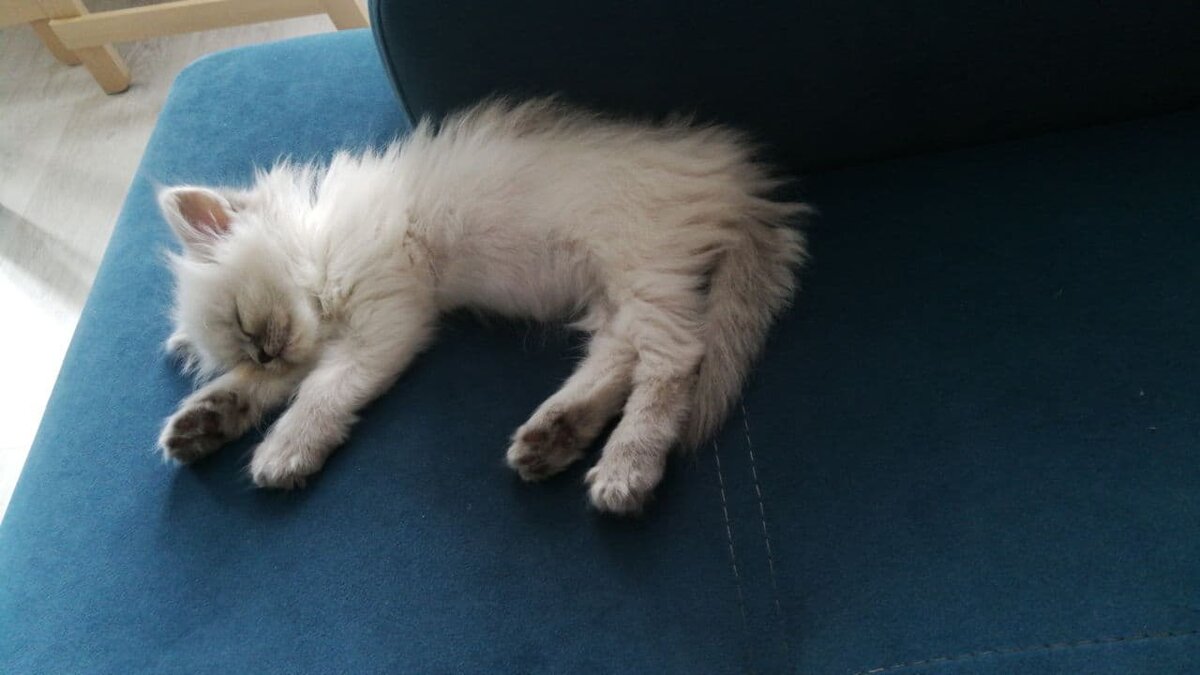 Буся просто обожает спать