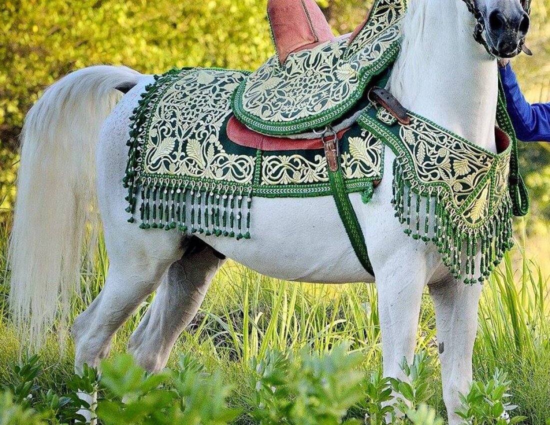 Королевская амуниция для арабского скакуна.