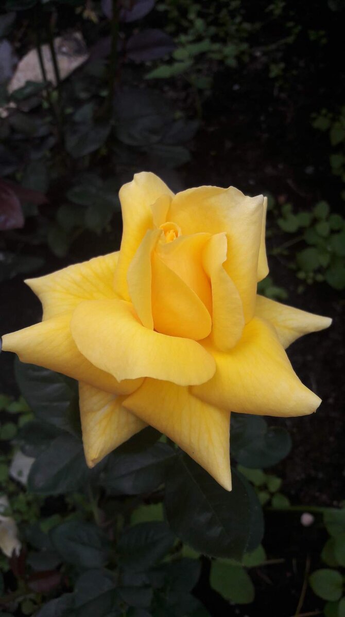 Ландора. Ч/г роза. 