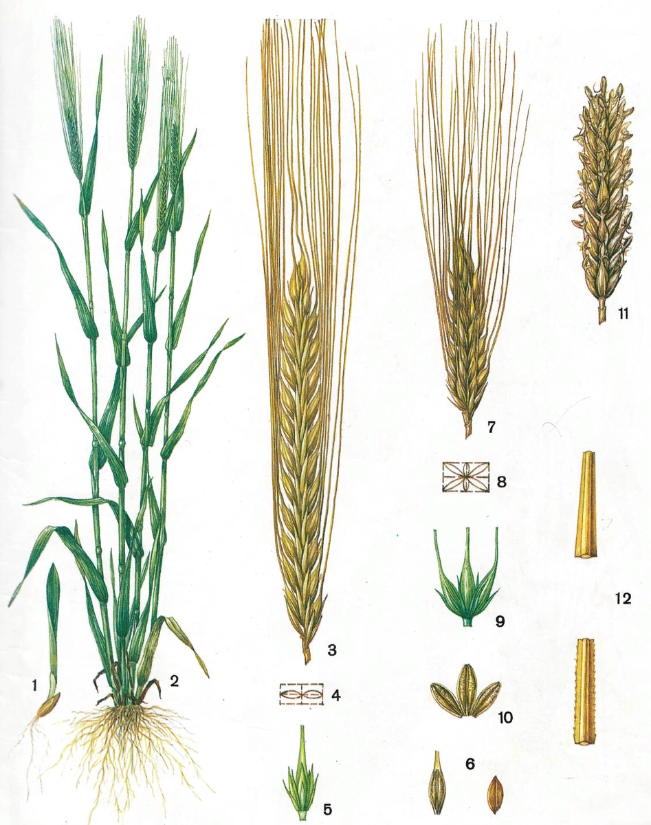 Рожь и пшеница разница. Зерновка ячменя. Злаковые растения рожь. Колос рожь пшеница ячмень. Колос ячменя и ржи.