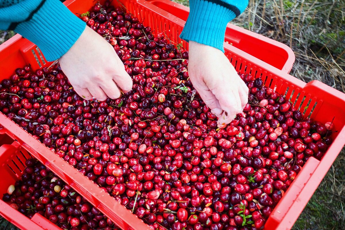 Сбор клюквы на предприятии "Полесские журавины"