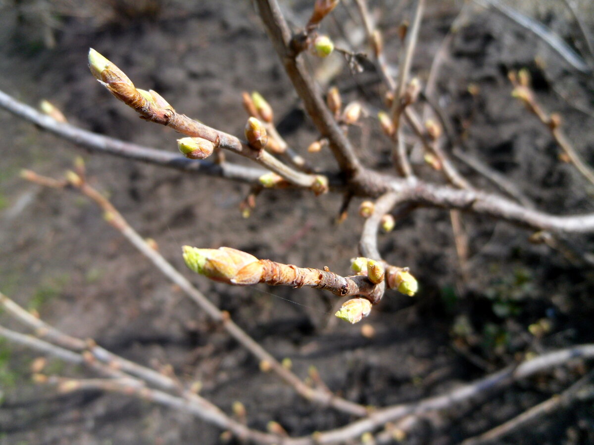 А сегодня уже почки на смородине вот такие! 